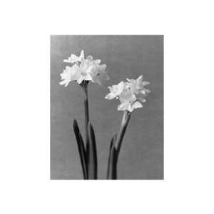  Paperwhites by Doug Benezra 24x32