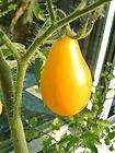 ORGANIC Yellow Pear Cherry Size Tomato   Live Starter Plants   Qty 4