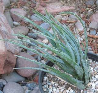 Aloe cv. Blue Elf Compact Clumping Hardy Succulent  