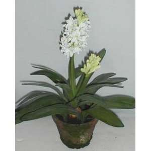 17 Potted Hyacinth Plant with Bulb 