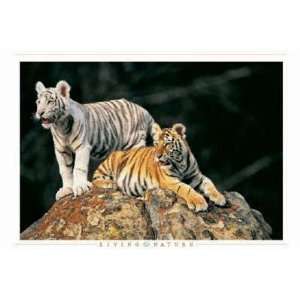  Tiger Cubs On Rocks Poster Print