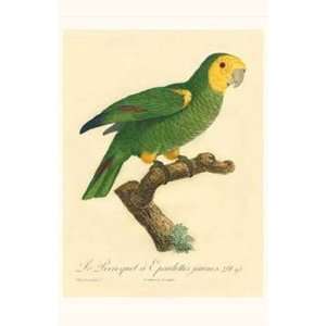  Barraband Parrot, PL 98 by Jacques Barraband 13x19 