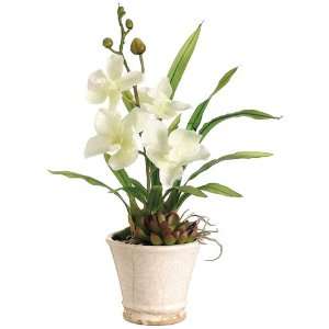  12 Vanda Orchid Plant w/Succulent in Ceramic Pot Cream 