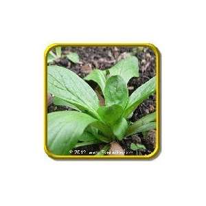  1/4 Lb   Herb Seeds   Dutch Corn Salad Bulk Herb Seeds 