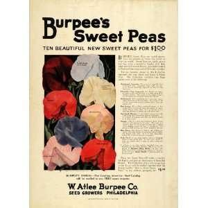  1923 Ad W. Atlee Burpee Sweet Peas Flowers Planting 