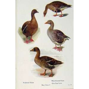   British Birds By W Foster Goose Bean Pinkfooted Grey