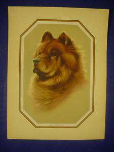 Fox 1940s 9 x 12 Chow Chow Dog Lithograph Print  