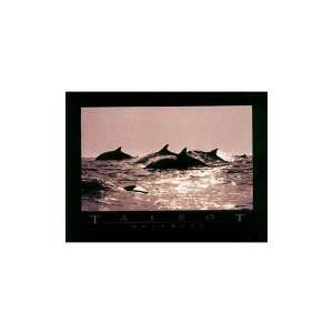  Dolphins Poster Print