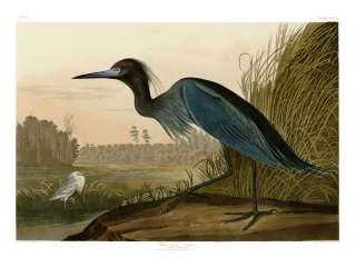 No. 307 Blue Crane or Heron Havell Audubon Print  