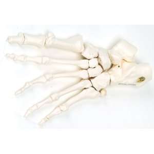   /2R Loose Threaded Human Right Foot Skeleton Industrial & Scientific