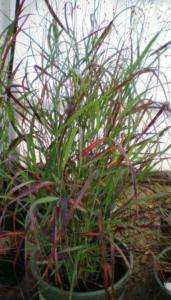 RED SWITCHGRASS SHENANDOAH ORNAMENTAL GRASS PLANT QT  