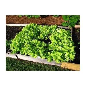  Lettuce Grand Rapids 600mg Package Patio, Lawn & Garden