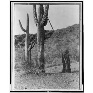   ,woman using pole to harvest cactus fruit,Arizona,AZ