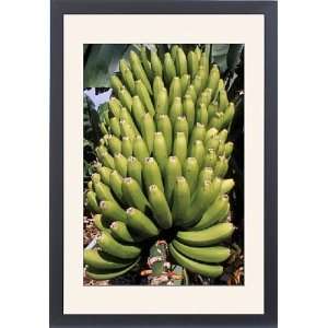 Bananas, Platanos Canarios, La Palma, Canary Islands, Spain, Atlantic 
