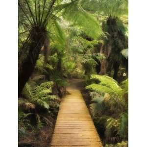 Boardwalk Through Rainforest, Maits Rest, Great Otway National Park 
