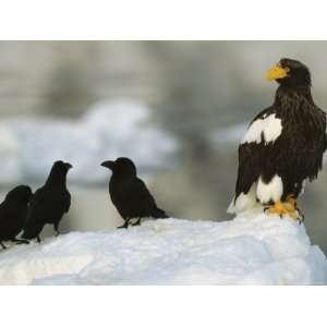  Stellers Sea Eagle Perched on Ice Near a Group of Ravens 