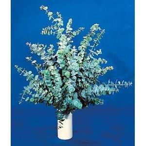  Silver Dollar Eucalyptus 8 Plants  EASY INDOORS OR OUT 