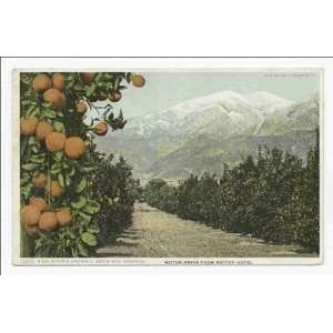   Oranges, A California Anomaly, California 1898 1931