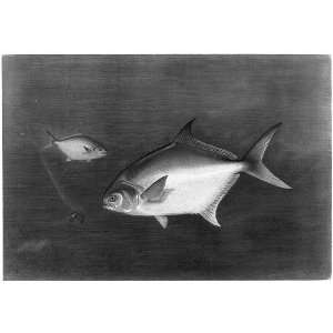  Pompano,Game fishes of the US,Chromolithograph,S.A 