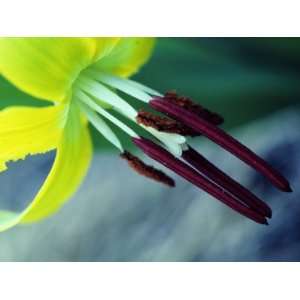  Detailed View of the Stamen of a Glacier Lily (Erythronium 