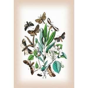 Moths Pterostoma Palpina, Statalia Argentina, et al.   16x24 Giclee 