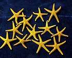 Vintage Starfish Shell Souvenir Florida 1940s Unusual  