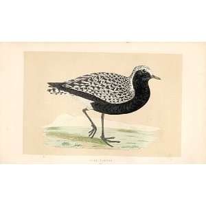  Grey Plover British Birds 1St Ed Morris 1851