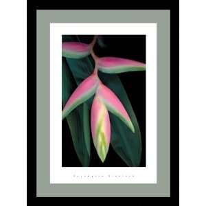  Haliconia by Rosemarie Stanford   Framed Artwork