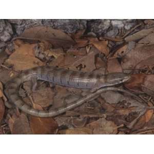  Arizona Alligator Lizard (Gerrhonotus Kingi), Chiricahua 