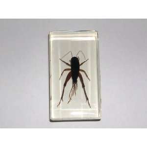  Real Insect Paperweight   Cricket (ST3280) Office 