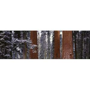  Sequoia National Park, California, USA Giclee Poster Print 