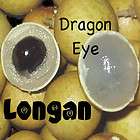 DRAGONS EYE Exotic LONGAN FRUIT Tree Dimocarpus longan 10 SEEDS