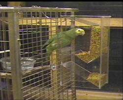 BirdMangerTM FEEDER  Built to last the life of Parrot  