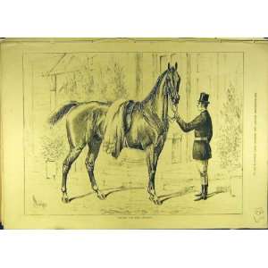   1878 Horse Stallion Hunter Sturgess Rider Equine Print
