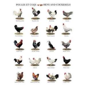  Hens And Cockerels Poster Print