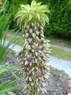 PINEAPPLE LILY BULB~EUCOMIS BICOLOR VERY EXOTIC FLOWERS RARE 
