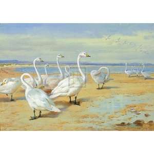  Whooper Swan by Archibald Thorburn 24x18