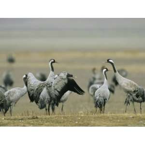  Common Cranes Flapping Wings and Standing About Stretched 