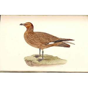 Common Skua Meyer H/C Birds 1842 50