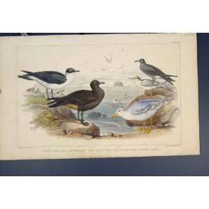  Gull Skua Tern Bird Birds Antique Print Fine Art C1860 