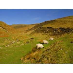 Sheep in the Cheviot Hills, Near Wooler, Northumbria, England Premium 