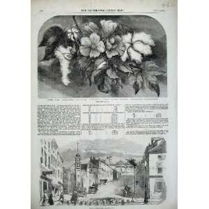 Cotton Plant 1856 Street Baltimore Maryland America