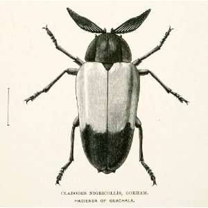  1891 Wood Engraving Gorham Whymper Entomology Cladodes 
