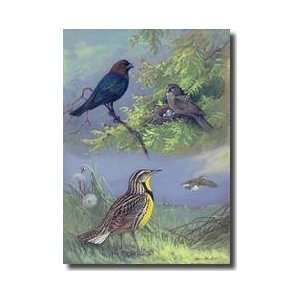  Eastern Cowbird Pair And Eastern Meadowlarks Giclee Print 
