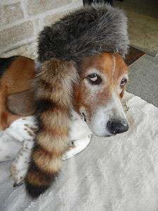 COONSKIN HAT with REAL animal TAIL size XL new CAP  