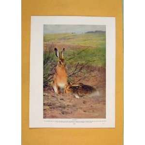  Idian Humped Cattle Color Fine Art Cow Bull Print C1910 