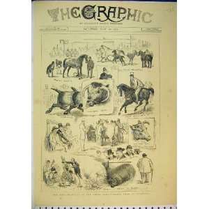   1877 Sketches Royal Agricultural Show Liverpool Bull