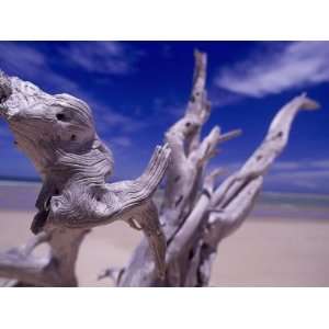  Driftwood, Isle of Benguerra, Indian Ocean Stretched 