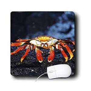  Kike Calvo Galapagos   Sally Lightfoot Crab,Grapsus 