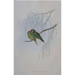  John J Gould   Little Lorikeet #54 13 x 19 inch Birds of 